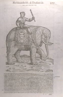 L'elefante - Mattioli 1555