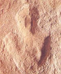 Impronta di dinosauro