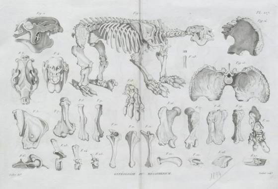 Osteologia del Megatherium