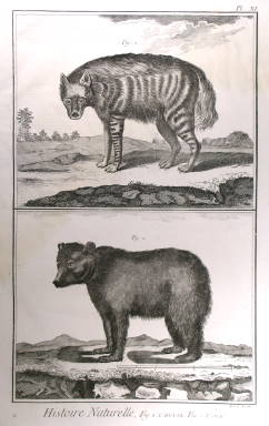 Diderot D'Alembert - L'orso e la iena