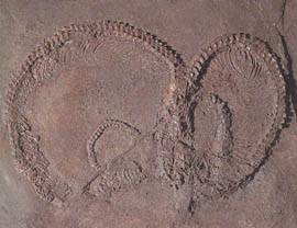 Serpente fossile