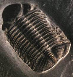 Trilobite